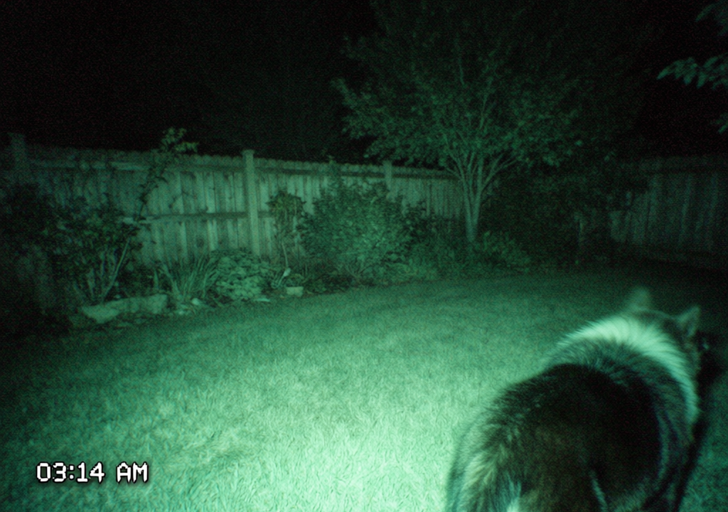 Backyard Cryptid — Night-Vision Trail Cam